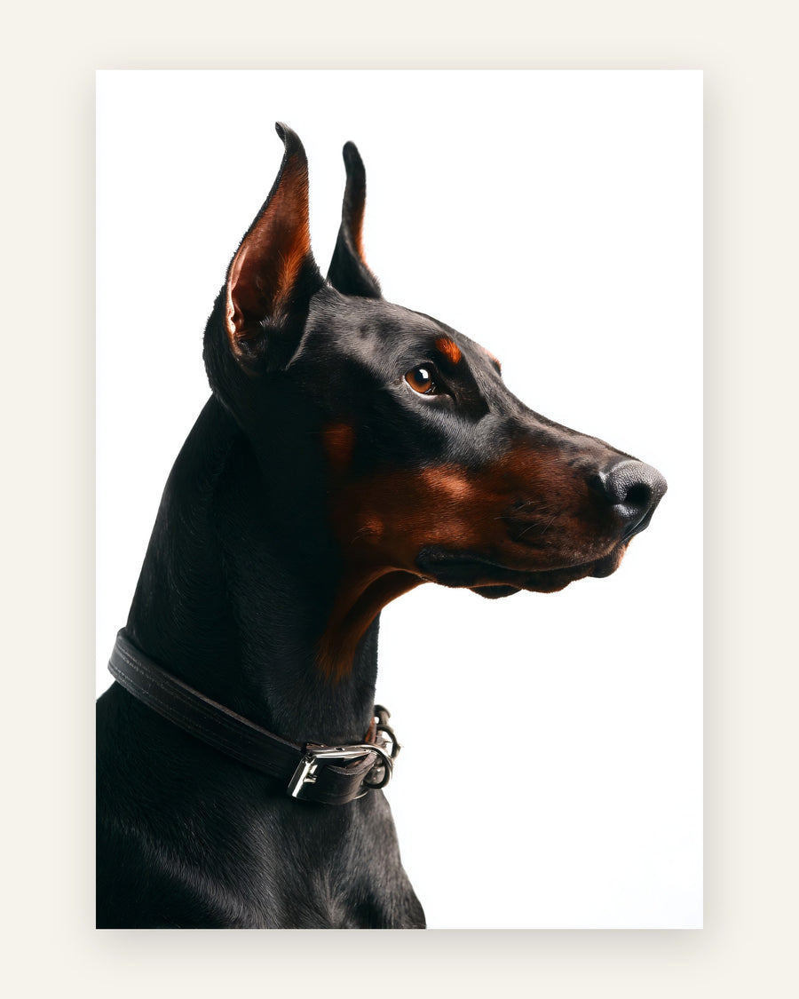 Fotorealistisk plakat med elegant sort-brun dobermann i profil med sort læderhalsbånd på hvid baggrund