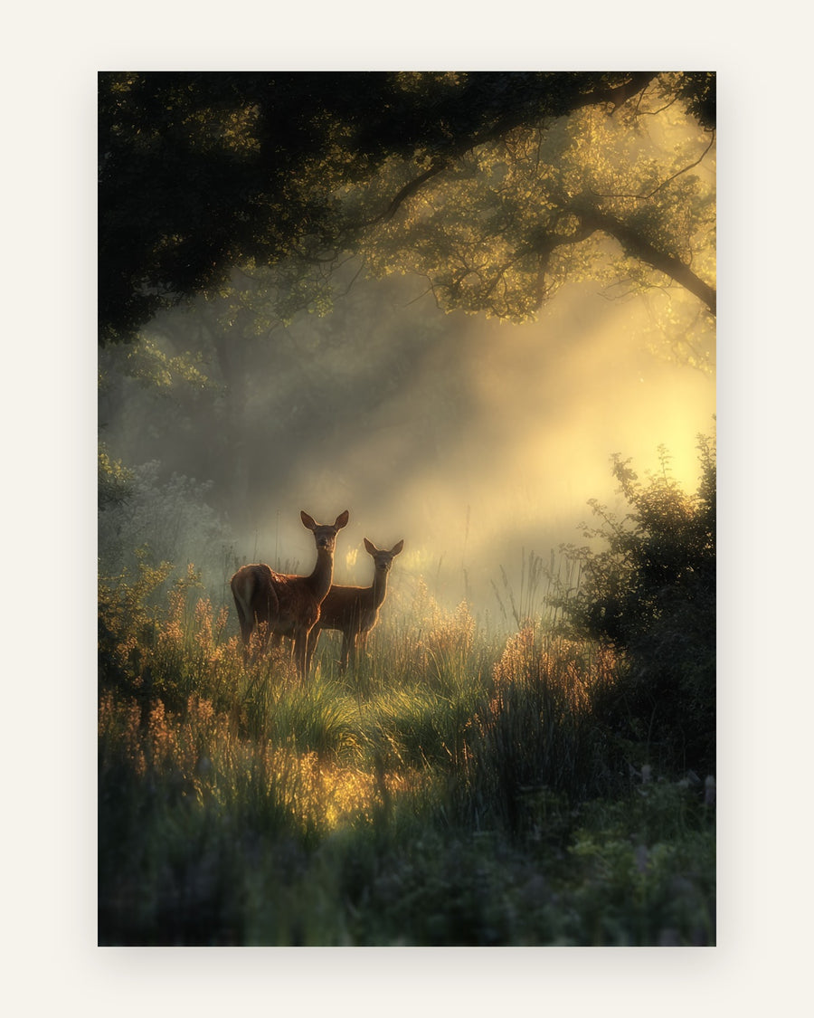 Stemningsfuldt naturfoto af to rådyr i højt græs badet i gyldent morgenlys i en grøn skov