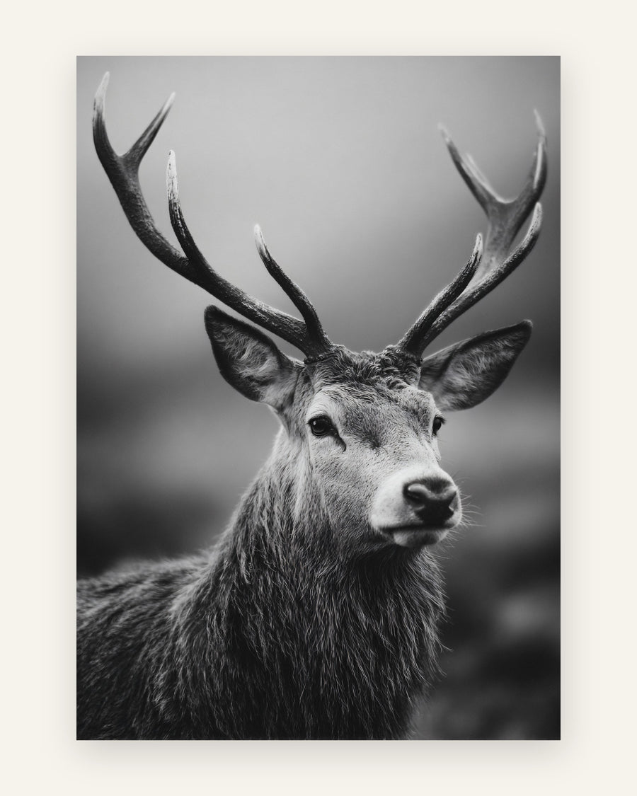 Sort-hvidt naturfoto af en majestætisk kronhjort med stort gevir på tåget grå baggrund