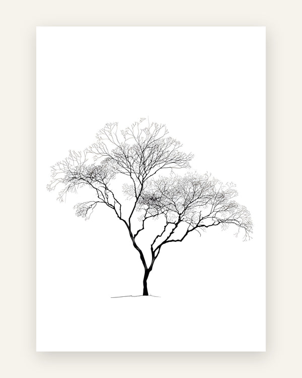 Minimalistisk plakat med et bredkronet bladløst træ i sorte grene på hvid baggrund