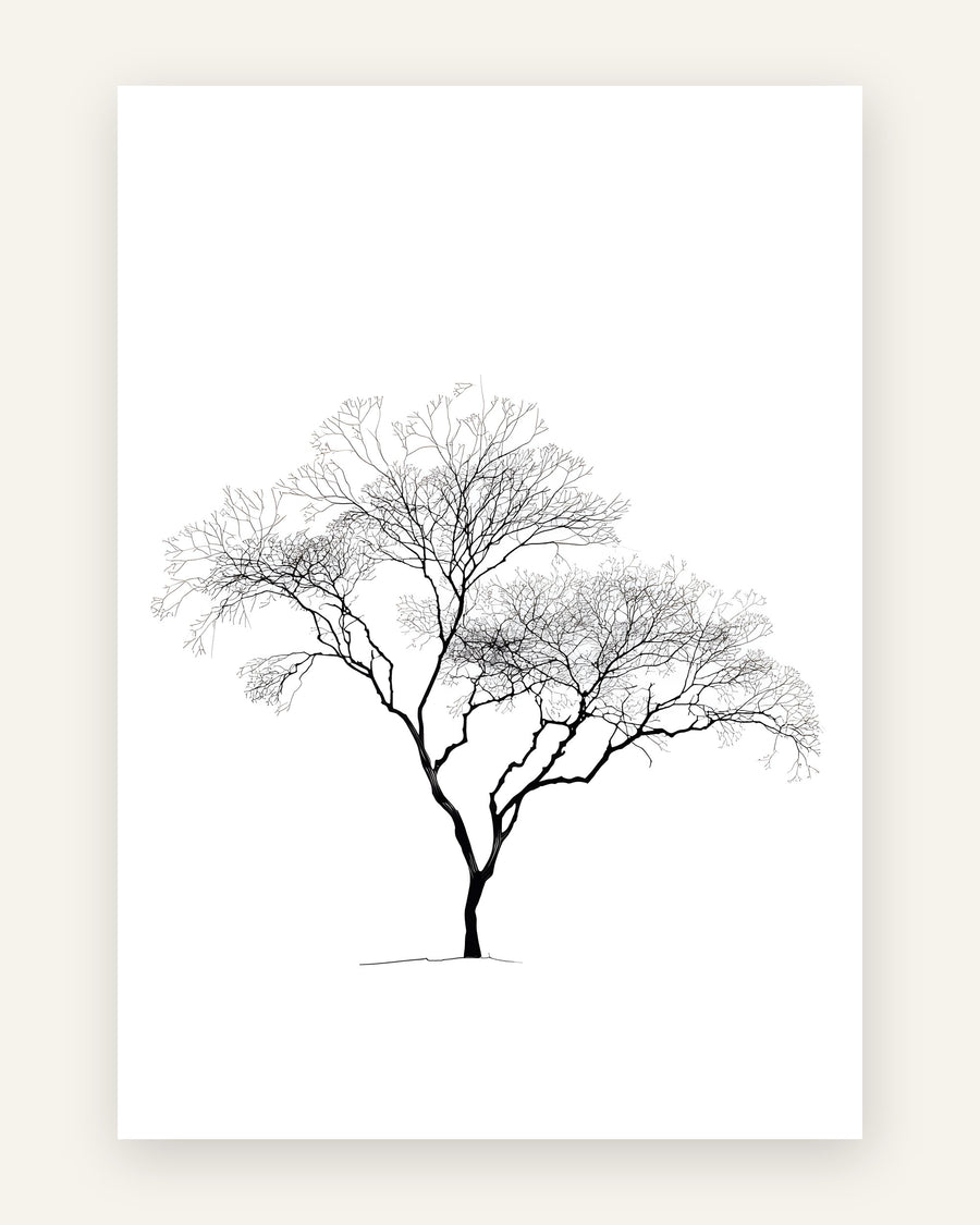 Minimalistisk plakat med et bredkronet bladløst træ i sorte grene på hvid baggrund