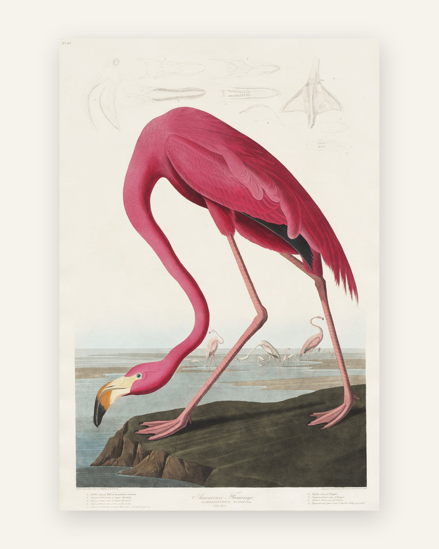 Børneplakat med pink flamingo i lyserøde toner til pigeværelset
