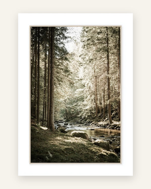 Fotografisk plakat med en stille bæk mellem høje graner i gyldent skovlys