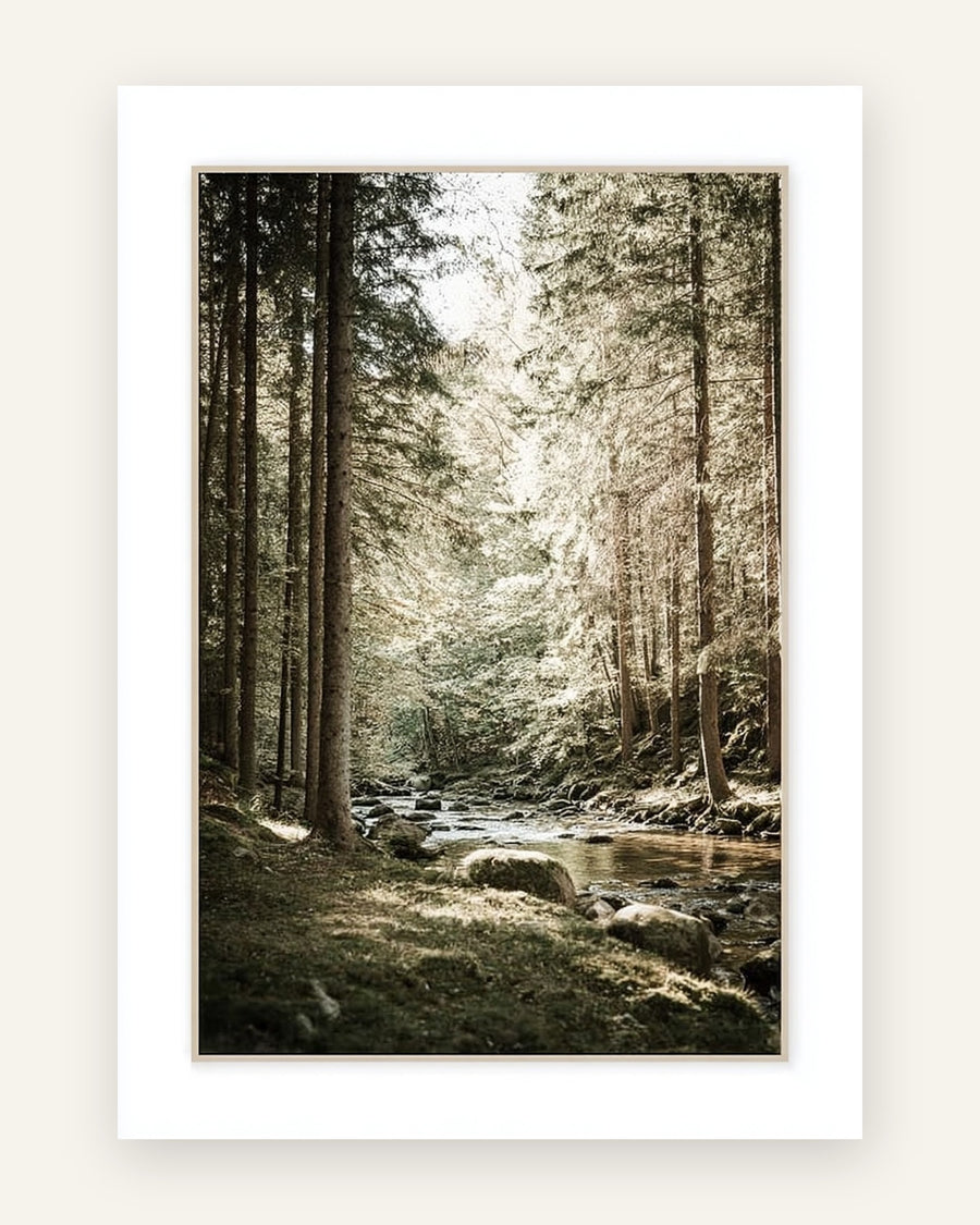 Fotografisk plakat med en stille bæk mellem høje graner i gyldent skovlys