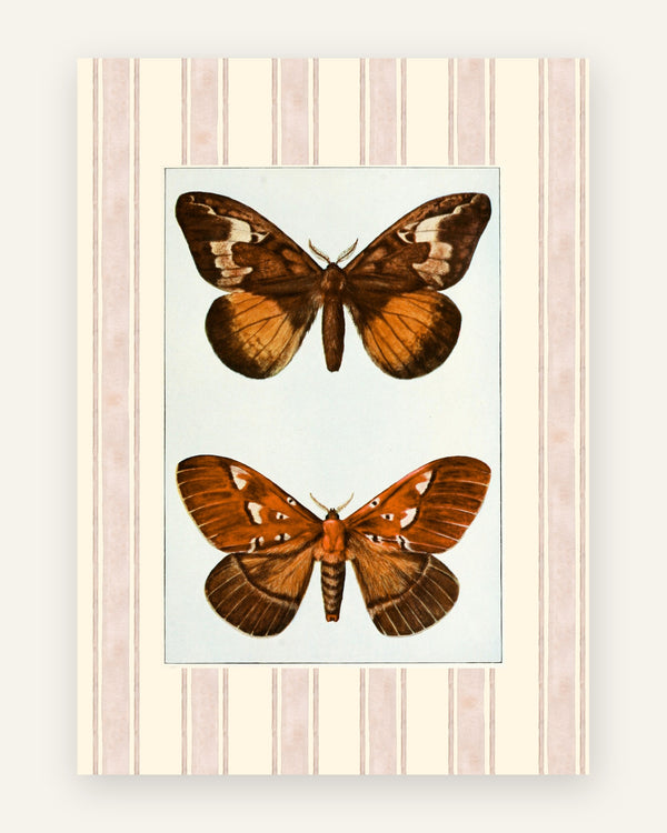 Plakat med sommerfugle botanik i orange toner