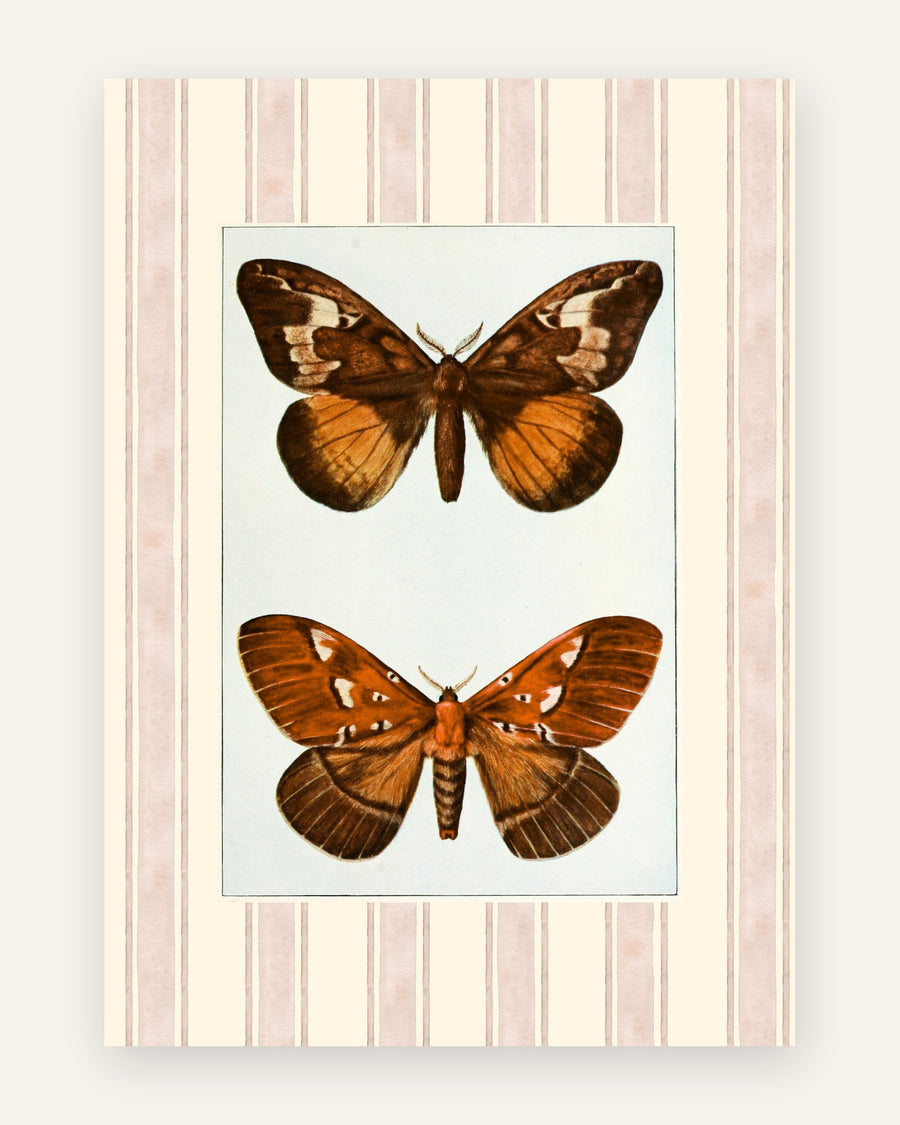 Plakat med sommerfugle botanik i orange toner