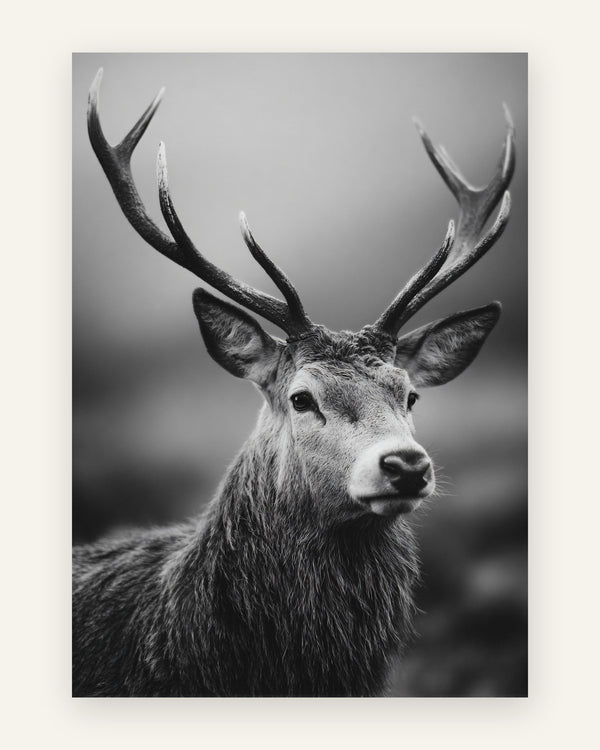 Sort-hvidt naturfoto af en majestætisk kronhjort med stort gevir på tåget grå baggrund